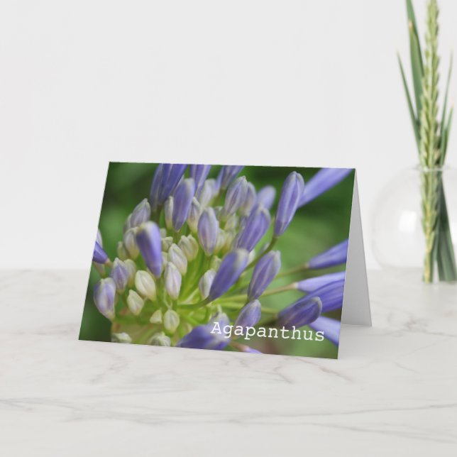 Agapanthus-leere Gruß-Karte Karte (Vorderseite)