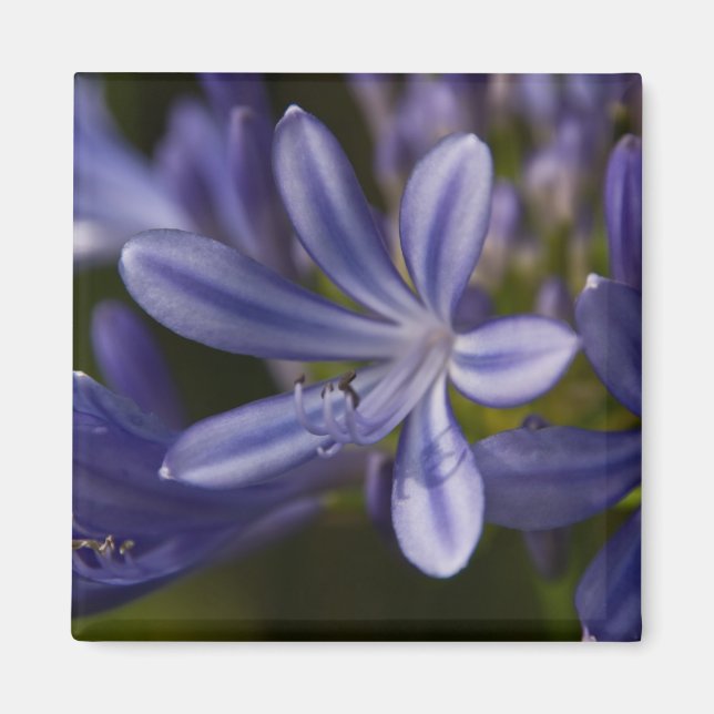 Agapanthus Magnet (Vorne)