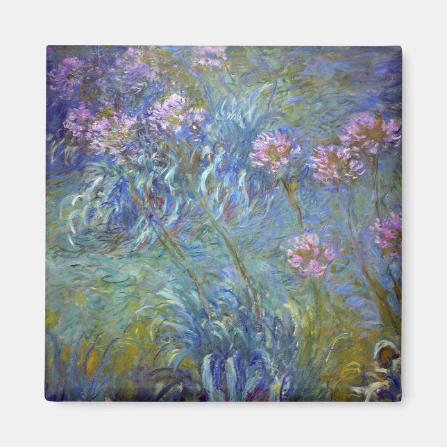 Agapanthus, Monet Magnet (Vorne)