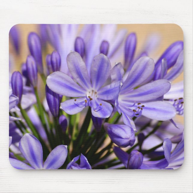 Agapanthus Mousepad (Vorne)