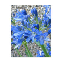 Agapanthus Postcard