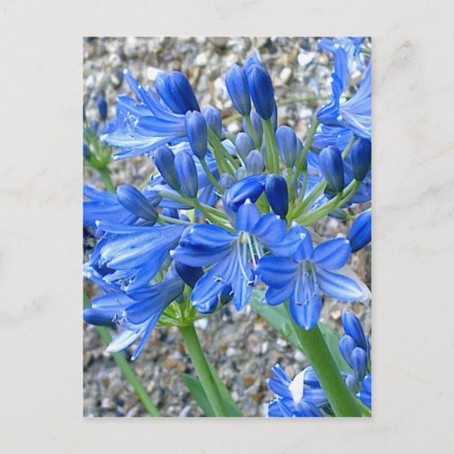 Agapanthus Postcard Postkarte (Vorderseite)