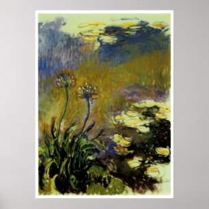 Agapanthus Poster