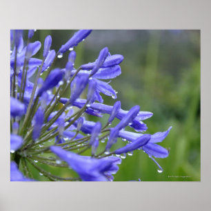 Agapanthus praecox, allgemein bekannt als poster