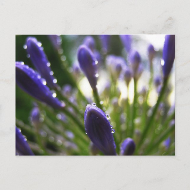 Agapanthus Raindrops Macro Postcard Postkarte (Vorderseite)