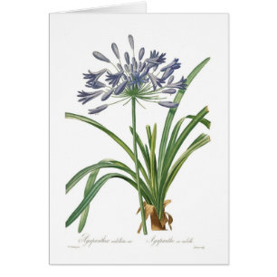 Agapanthus umbellatus