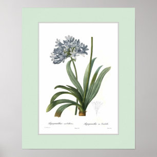 Agapanthus umbellatus, benutzerdefinierte Grenze Poster