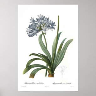 Agapanthus umbellatus poster