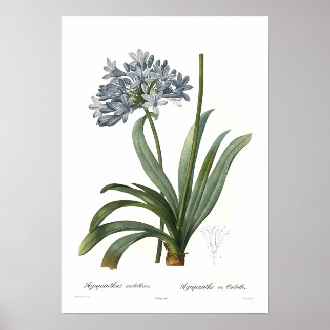 Agapanthus umbellatus poster (Vorne)