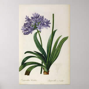 Agapanthus umbrellatus poster