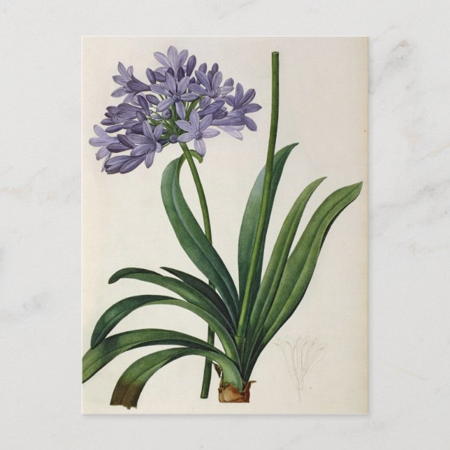 Agapanthus umbrellatus postkarte (Vorderseite)