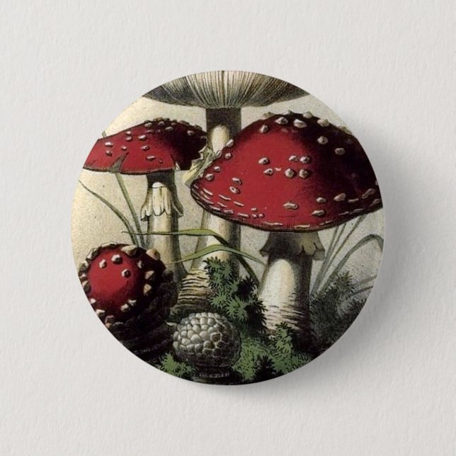 Agaricus Muscarius Pilz Button (Vorderseite)
