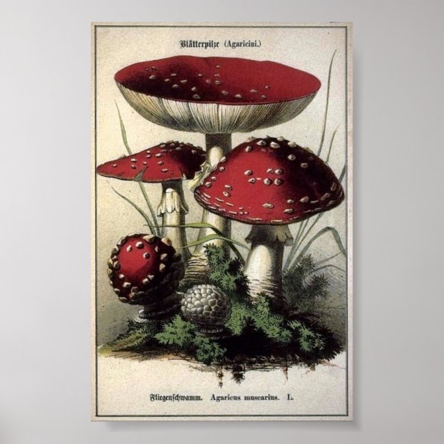 Agaricus muscarius Pilze Poster (Vorne)