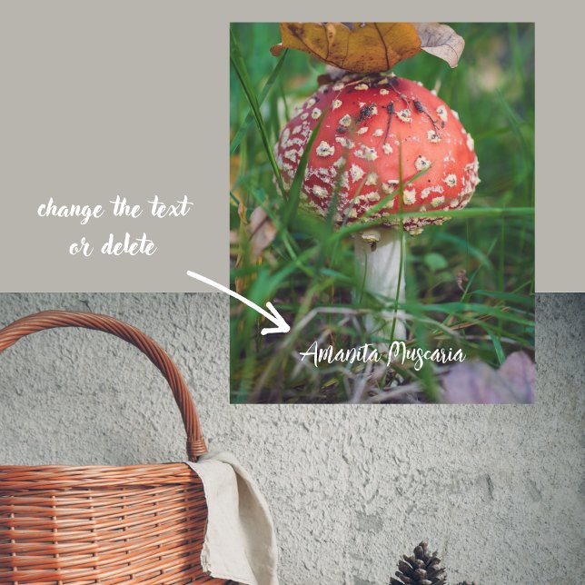 Agaricus-Pilz Poster (Von Creator hochgeladen)