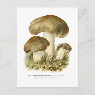 Agaricus tumidus postkarte