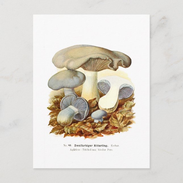 Agaricus zweifarbig postkarte (Vorderseite)