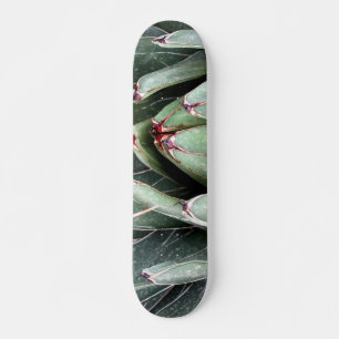 Agave Aloe Vera Pflanze Foto Skate Skateboard