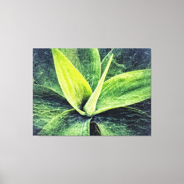 Agave Attenuata Leinwanddruck (Vorderseite)