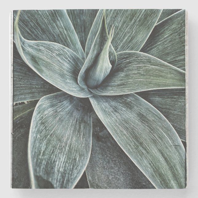 Agave Attenuata Steinuntersetzer (Vorderseite)