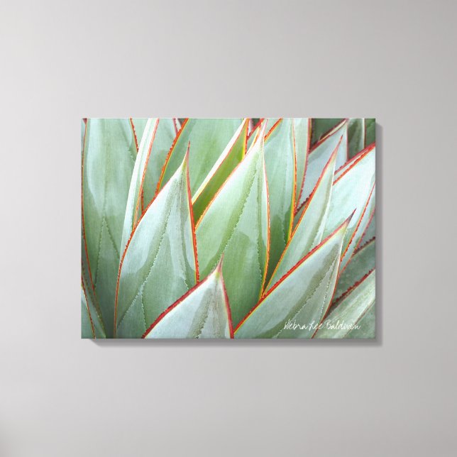 Agave "Blue Glow" Leinwand von Debra Lee Baldwin (Vorderseite)