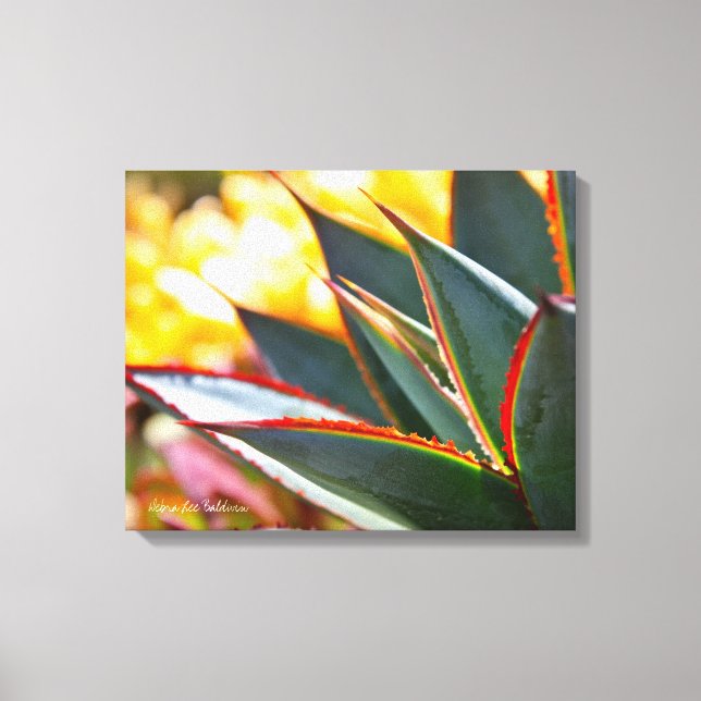 Agave Blue Glow succulekculed Foto Debra Lee Baldw Leinwanddruck (Vorderseite)