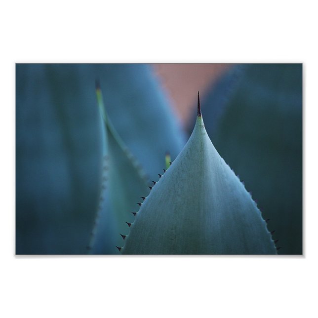 Agave cactus fotodruck (Vorne)