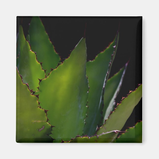 Agave glühen magnet (Vorne)