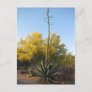 Agave in Bloom Postkarte
