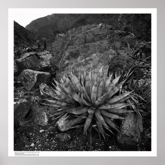 Agave in Deep Canyon Desert Research Station Poster (Vorne)