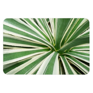 Agave Pflanze grün und weiß gestrichen Magnet