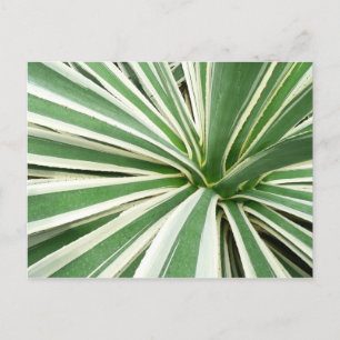 Agave Pflanze grün und weiß gestrichen Postkarte