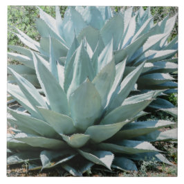 Agave Pflanze Succulent Blue Cacti Botanische Wüst Fliese