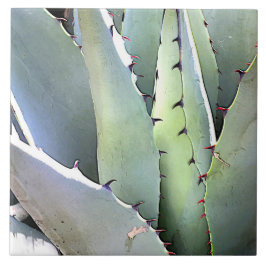 Agave Pflanze Succulent Blue Cacti Botanische Wüst Fliese