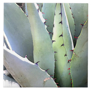 Agave Pflanze Succulent Blue Cacti Botanische Wüst Fliese