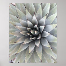 Agave Pflanze Succulent Blue Cacti Tequila Wüste