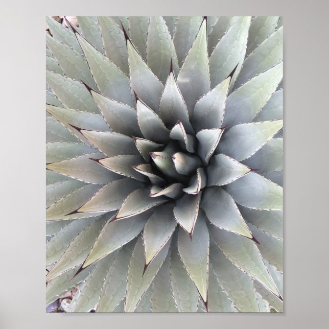 Agave Pflanze Succulent Blue Cacti Tequila Wüste Poster (Vorne)