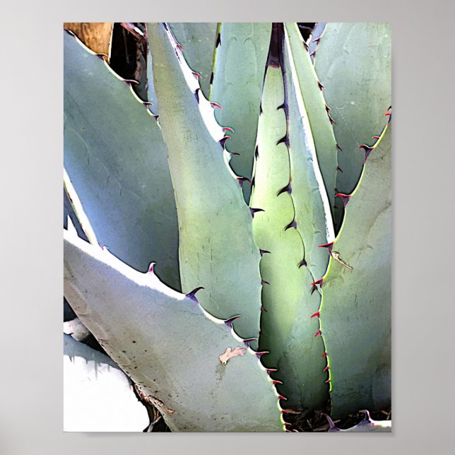 Agave Pflanze Succulent Blue Cacti Tequila Wüste Poster (Vorne)