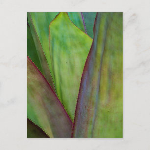Agave Plant Detail Postkarte