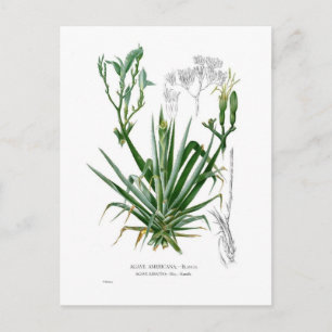 Agave Postkarte