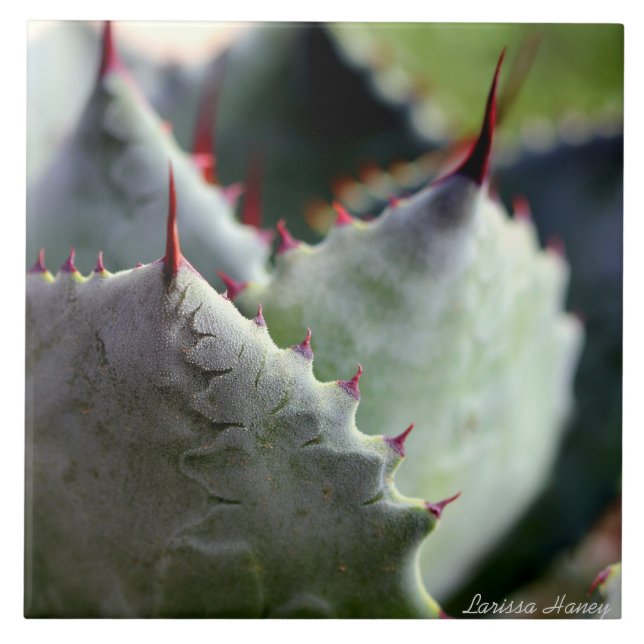 Agave potatorum Fliese (Vorderseite)