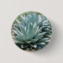 Agave Sukkulente Pflanze Cactus Green Salbei Button