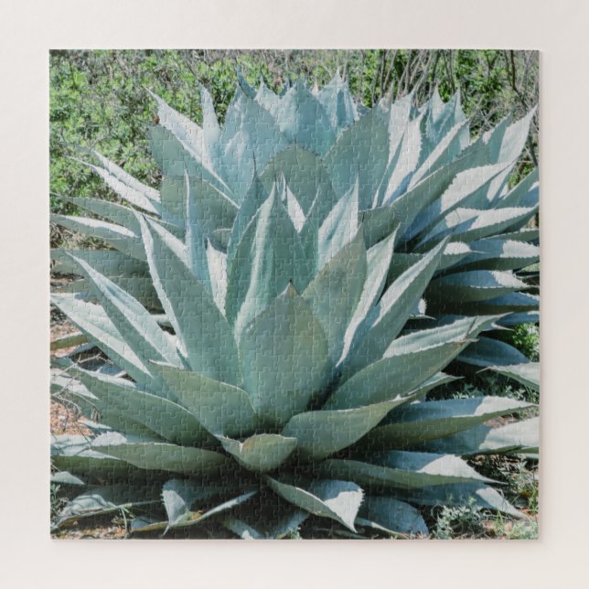 Agave Sukkulente Pflanze Cactus Green Salbei Puzzle (Vertikal)