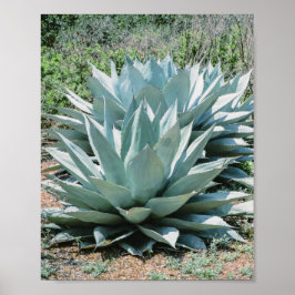 Agave Sukkulente Pflanze Cactus Green Salin grau Poster