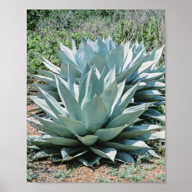 Agave Sukkulente Pflanze Cactus Green Salin grau Poster (Vorne)