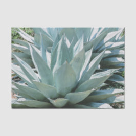 Agave Sukkulente Pflanze Cactus Green Salin grau Seidenpapier