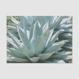 Agave Sukkulenten Pflanze Kaktus Grün sage grau Seidenpapier