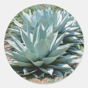 Agave Sukkulenten Pflanze Kaktus Grüner Salbei Runder Aufkleber