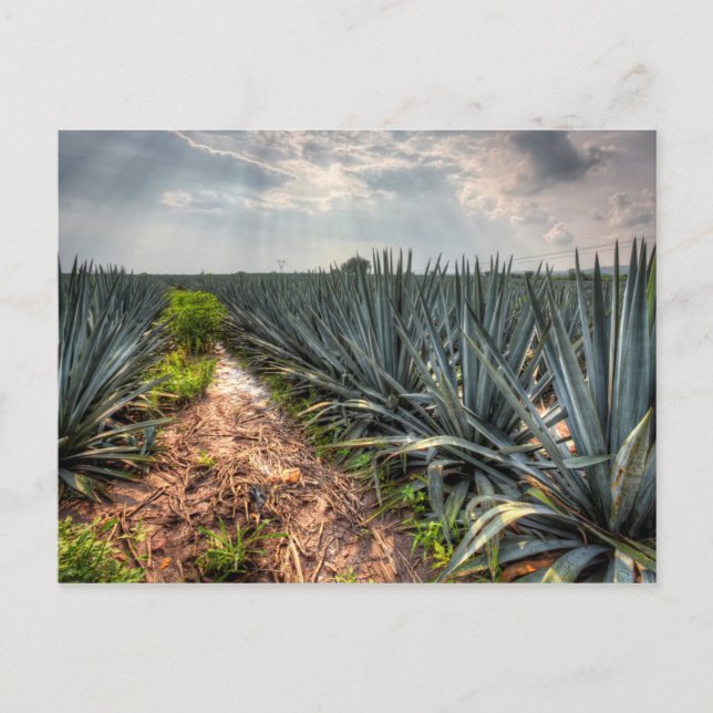 Agave Tequilana Postkarte (Vorderseite)