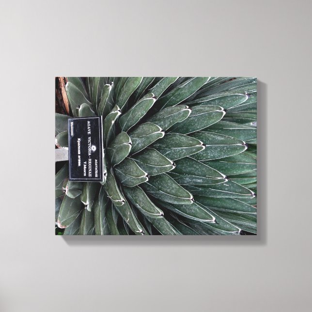 Agave Victoria Pflanze Foto Wrapped Canvas Print Leinwanddruck (Vorderseite)