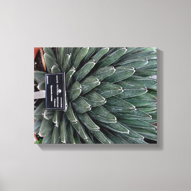 Agave Victoria Pflanze Foto Wrapped Canvas Print Leinwanddruck (Vorderseite)